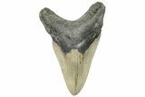 Serrated, Fossil Megalodon Tooth - North Carolina #295303-1